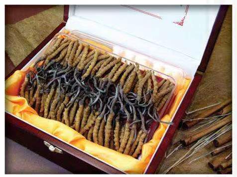 铜仁冬虫夏草回收